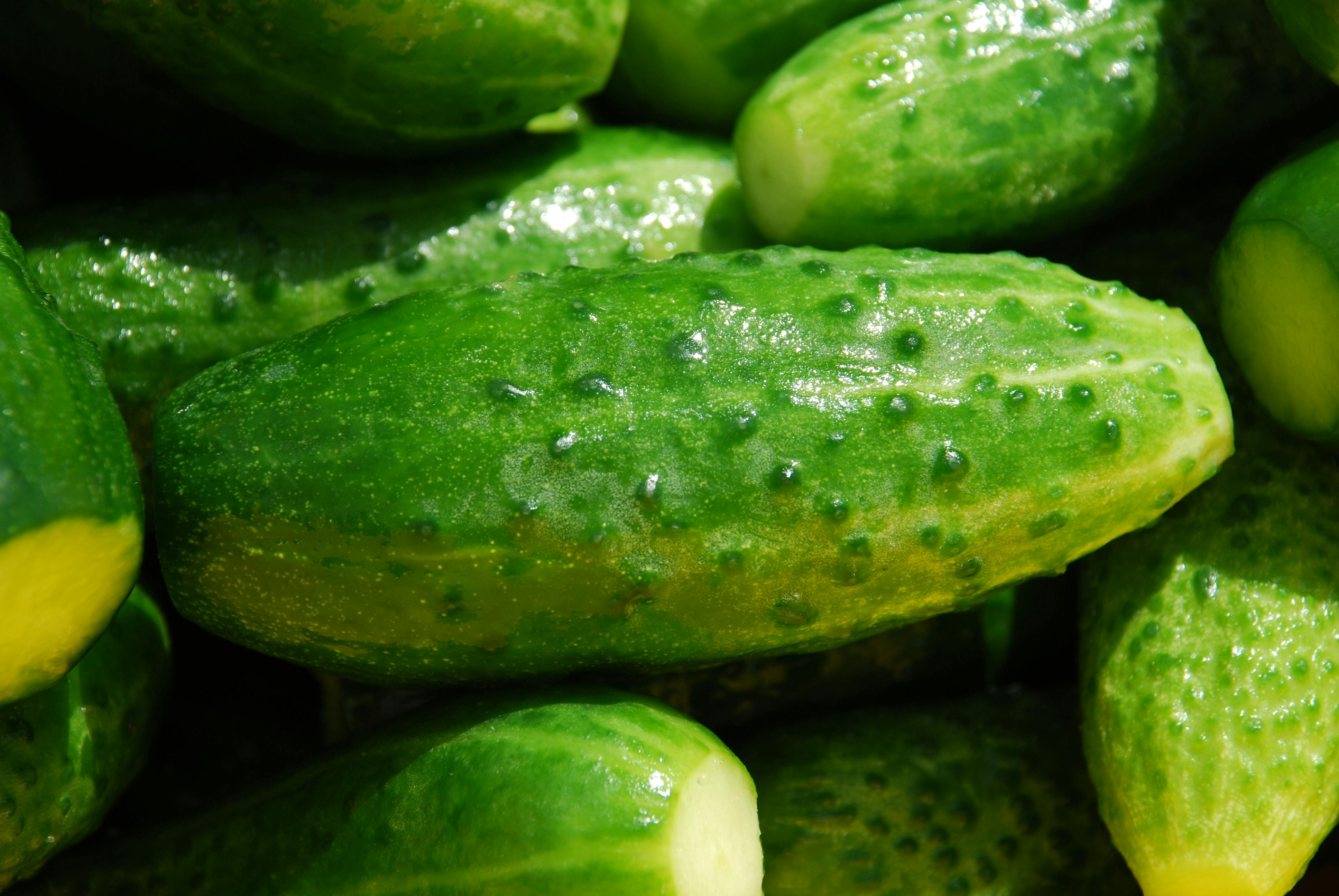 Cucumber